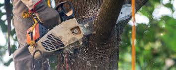  Crescent, OK Tree Removal Services Pros