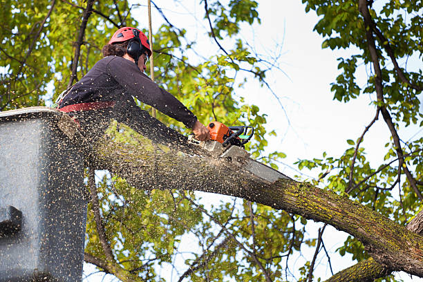 Tree Removal Services